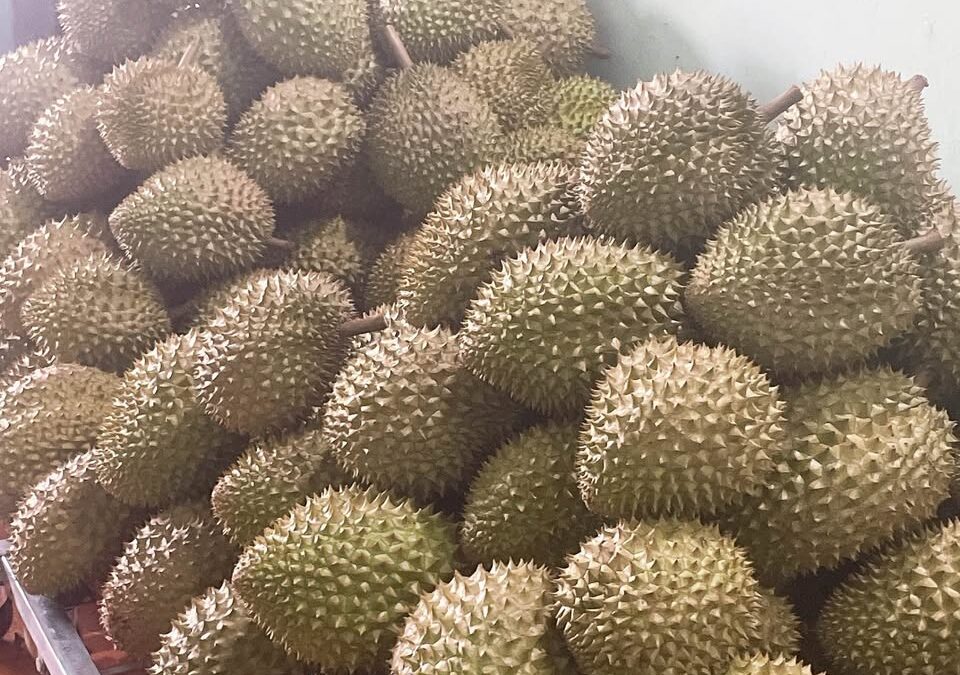 TẠI SAO CẦN PHẢI TRANG BỊ MÁY PHÁT ĐIỆN UY TÍN CHO VIỆC VẬN CHUYỂN SẦU RIÊNG?