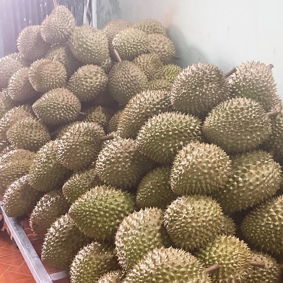 Vua trái cây “Sầu riêng”